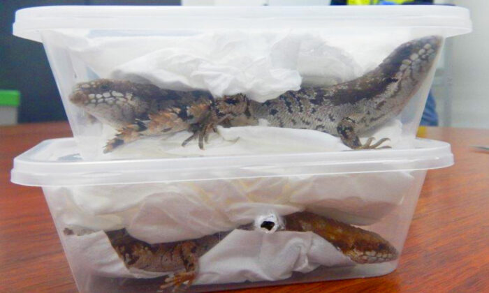 The lizards detected in the seizure. (Australian Government Department of Home Affairs)