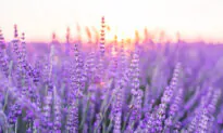 Lavender, A Basic Primer