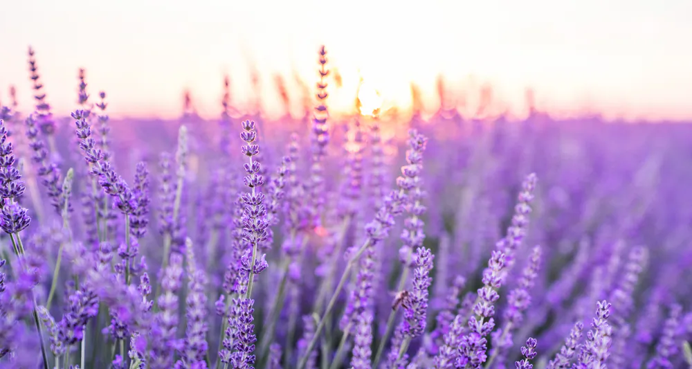 Lavender has many uses, including as an herb or seasoning in certain foods, an essential oil that can be used to relax someone to potentially being used to treat anxiery and depression. (Shutterstock)