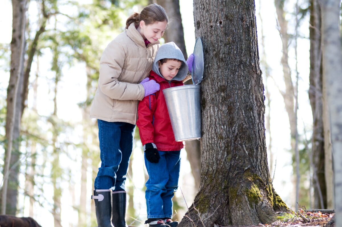 Learning how maple syrup is made is a fun activity for the family.  (sianc/Shutterstock)