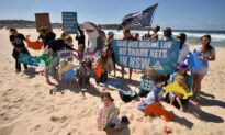 Australian Greens Party Push to Phase Out Shark Nets