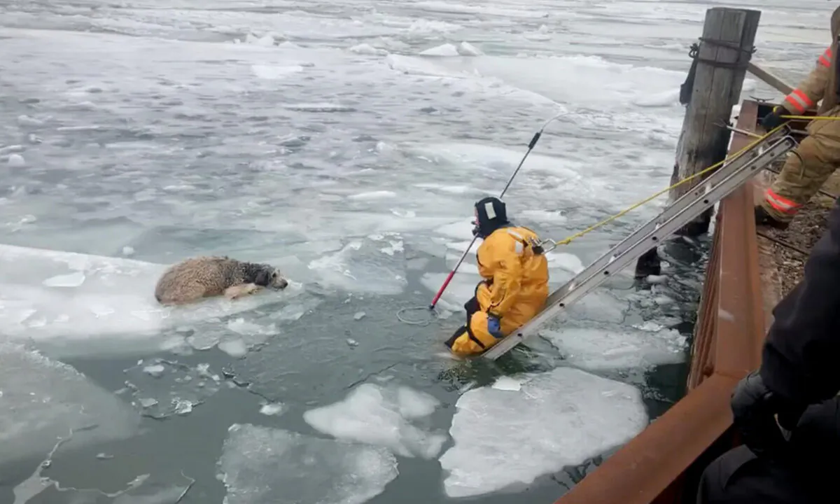 Runaway Dog Gets Stranded on Ice Floe in Detroit River, but Wyandotte