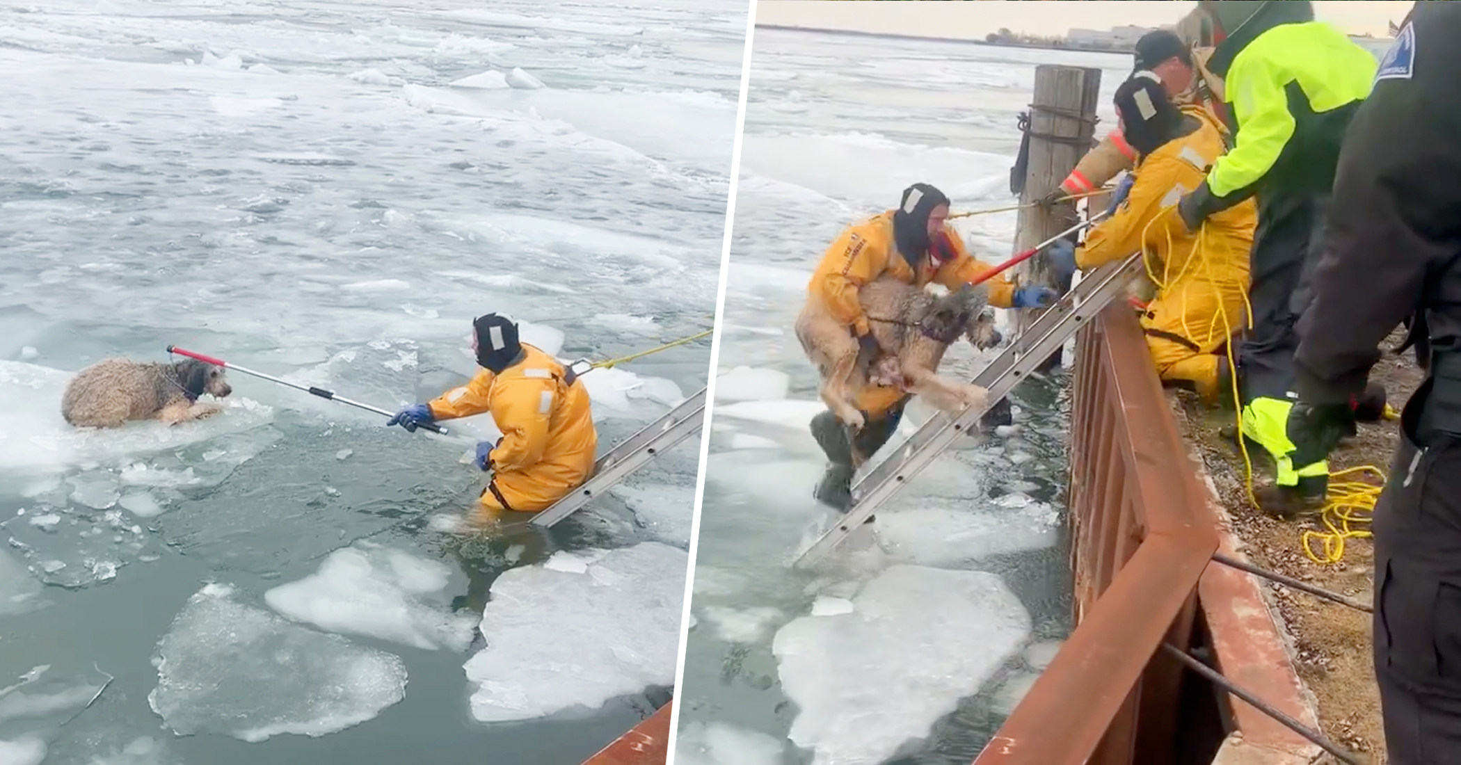 Runaway Dog Gets Stranded on Ice Floe in Detroit River, but Wyandotte