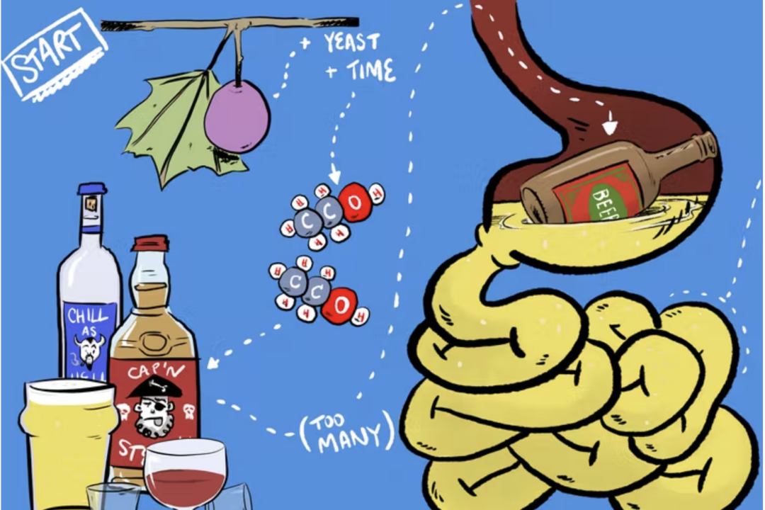 There’s a reason we apologise to our livers after a big night, and it’s not pretty.
Wes Mountain/The Conversation, CC BY-ND
