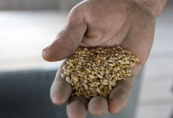 Ukrainian grain
