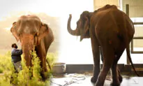 ‘India’s Skinniest Elephant’ Found in Captivity on Brink of Death, Until Rescuers Bring Her to Care Center to Heal
