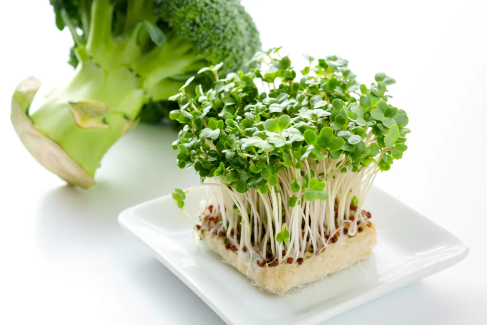 'Three-day-old broccoli sprouts consistently contain 20 to 50 times the amount of chemoprotective compounds found in mature broccoli heads, and may offer a simple, dietary means of chemically reducing cancer risk.' (Shutterstock)