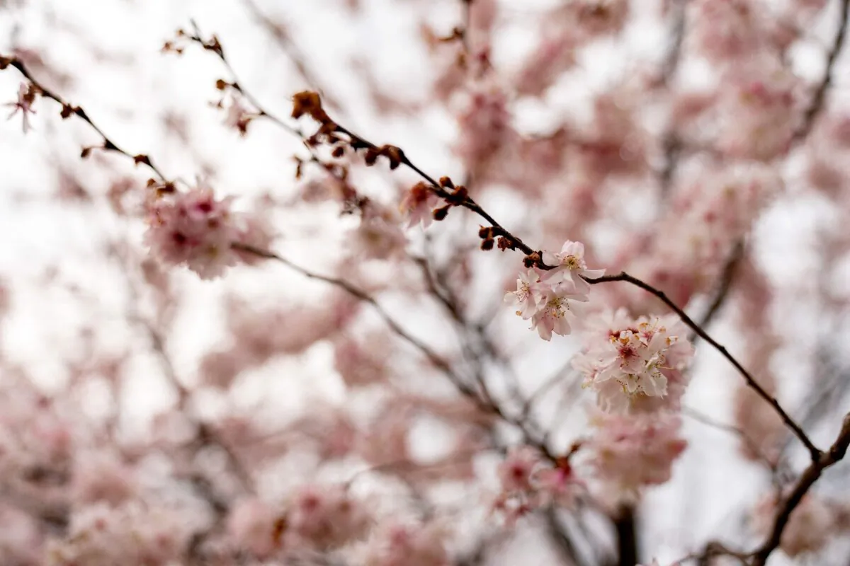 Cherry blossoms are seen near the Washington Monument along the National Mall in Washington on March 6, 2022. (Stefani Reynolds/AFP via Getty Images)