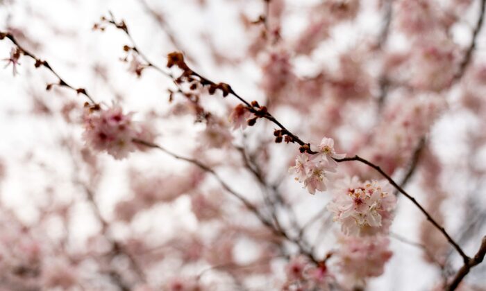 Cherry blossoms are seen near the Washington Monument along the National Mall in Washington on March 6, 2022. (Stefani Reynolds/AFP via Getty Images)