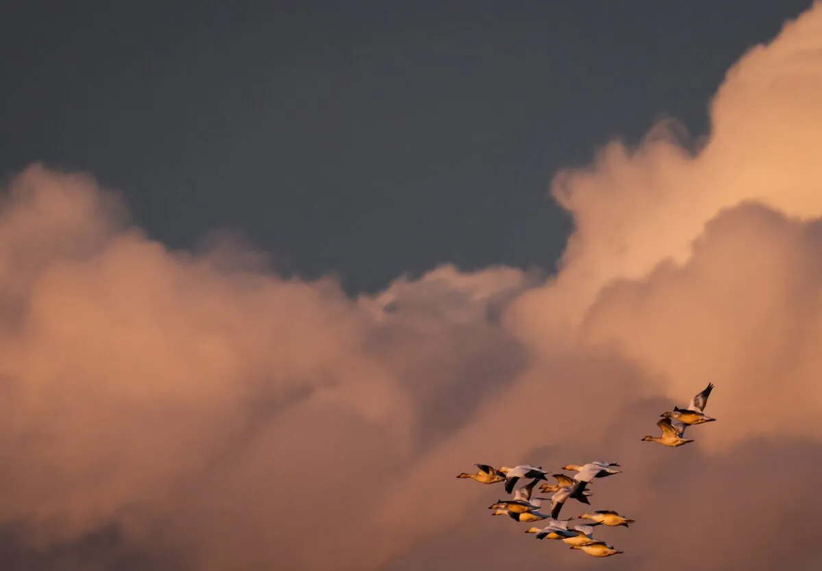A flock of snow geese fly over Iona Beach Regional Park at sunset, in Richmond, B.C., Jan. 20, 2022. (The Canadian Press/Darryl Dyck)