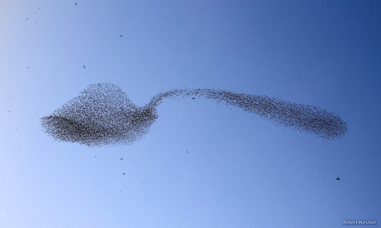 Amazing Flock of Starlings Morph Into Giant Teaspoon of Sugar in the Sky—And the Photos Are Unreal