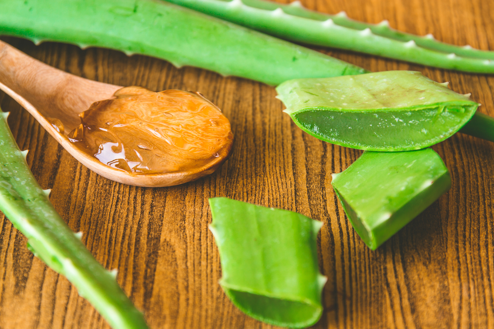 Aloe Vera can be used topically, can be ingested and used in smoothies and other recipes. There are many health benefits using Aloe Vera. (Shutterstock)