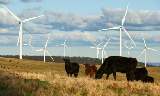 Australian Regulator Comes Clean With Carbon Credit Data Release