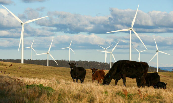Cattle are seen in front of wind turbines at the Taralga Wind Farm in Taralga, Australia, on Aug. 31, 2015. (Photo by Mark Kolbe/Getty Images)