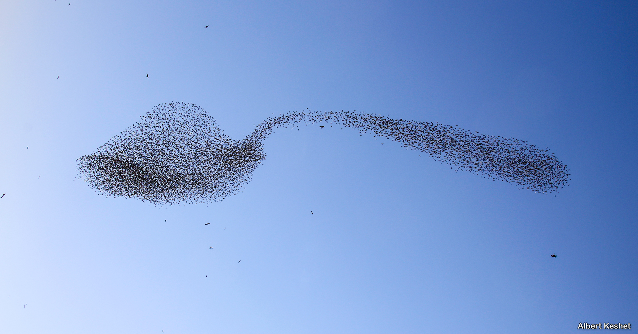 Amazing Flock Of Starlings Morph Into Giant Teaspoon Of Sugar In The 