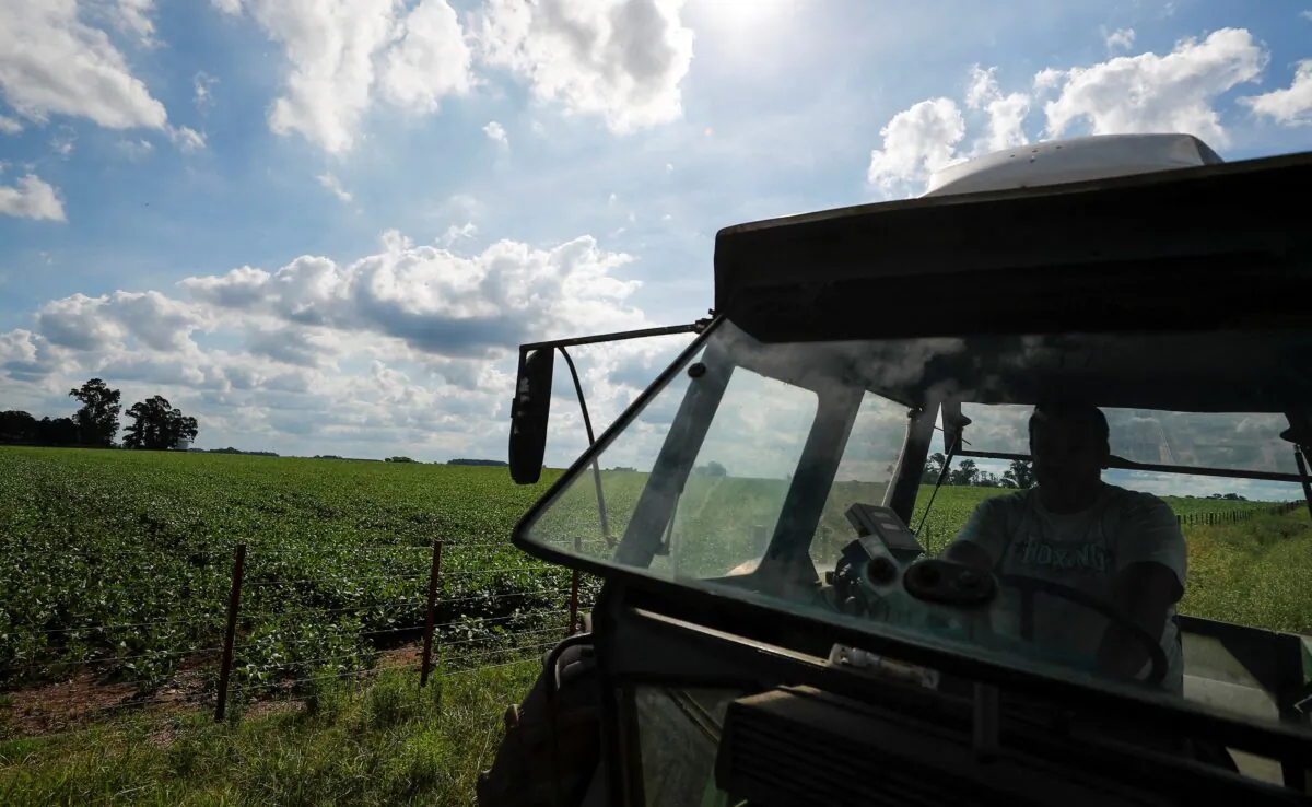 A trucker drives past a soy plantation in a farm in 25 de Mayo, in the outskirts of Buenos Aires, Argentina on Jan. 24, 2022. (Agustin Marcarian/Reuters)