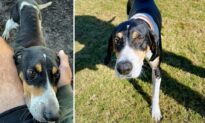 Man’s Dog Leads Him to Skinny Abandoned Foxhound Lying in Mud in Dog Park; He Adopts Her Into Family
