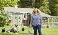 From Wall Street to the Farm: Meet America’s Most Beloved Chicken-Keeping Guru