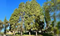 300 Potentially Hazardous Pine Trees Sparking Concerns, Debates in Laguna Woods