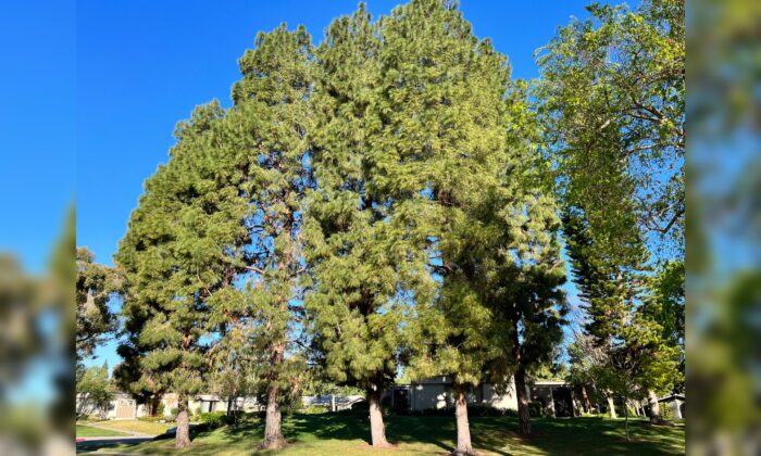 The Canary Island pine trees in a retirement community of Laguna Woods, Calif., on March 15, 2022. (The Epoch Times Staff)