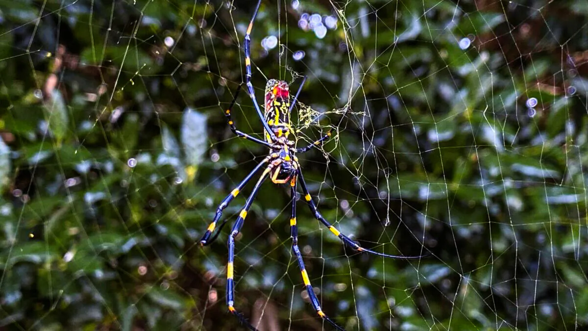 The Joro spider, a large spider native to East Asia, is seen in Johns Creek, Ga., on Oct. 24, 2021. (Alex Sanz/AP Photo)
