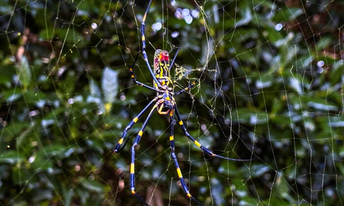 The Joro spider, a large spider native to East Asia, is seen in Johns Creek, Ga., on Oct. 24, 2021. (Alex Sanz/AP Photo)