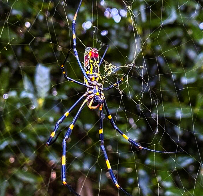 Huge invasive spiders native to Asia expected to spread along US east coast, US news