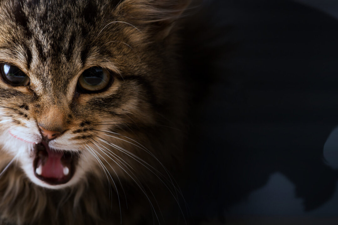 The brave fear what should be feared, and are bold when the situation demands. Konstanttin/Shutterstock)