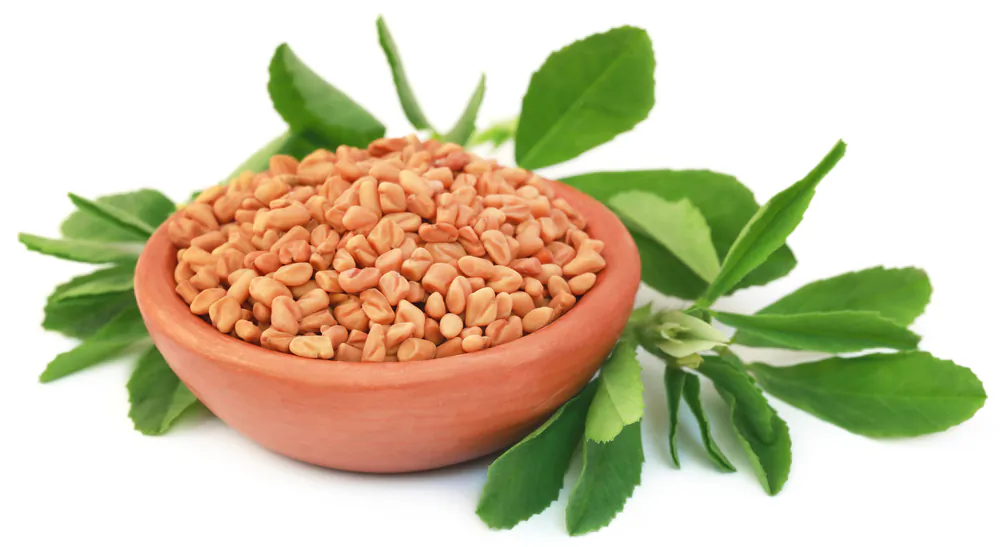 Fenugreek has many medicinal and health related properties. (Shutterstock)