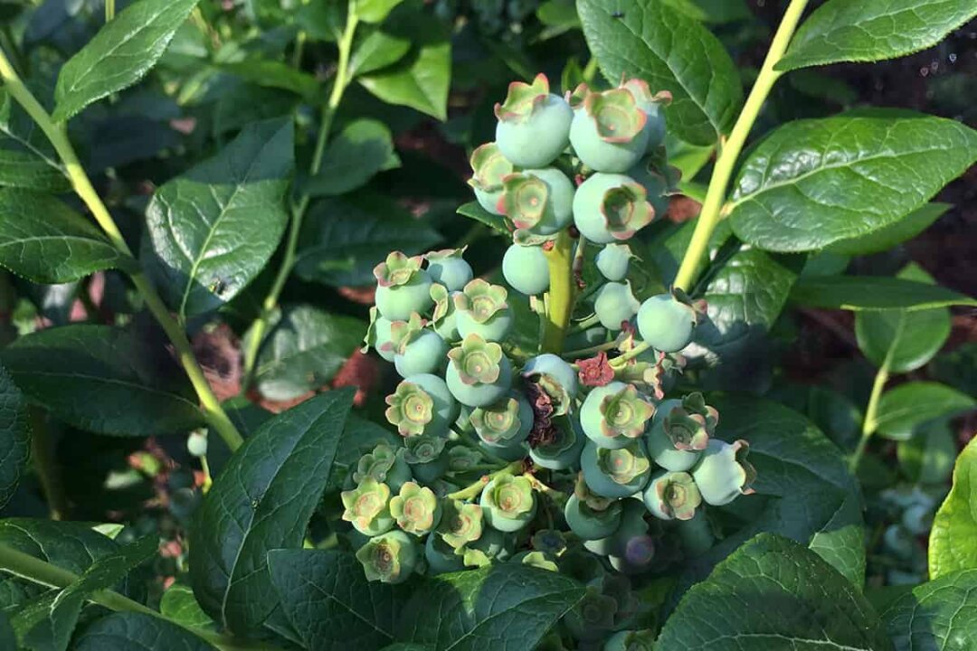 Blueberries thrive in acidic soil of 4.0 pH. (Todd Heft)