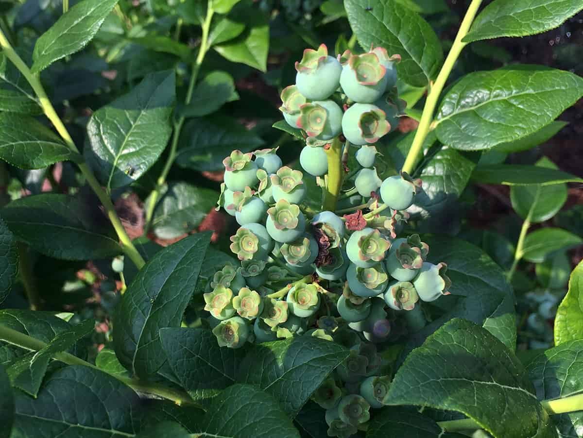 Blueberries thrive in acidic soil of 4.0 pH. (Todd Heft)