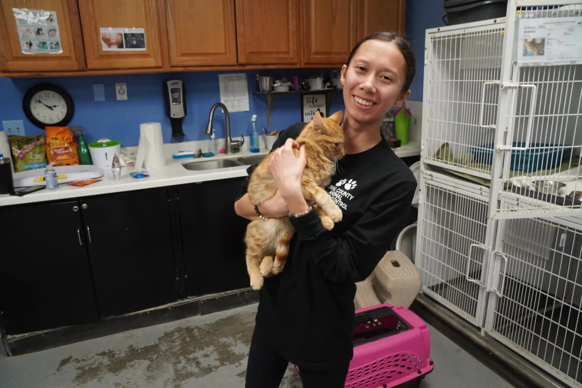 Jadyn Kang, adoption coordinator at the Pinal County Animal and Control shelter in Casa Grande, Ariz., holds "Jett," a 9-month old orange tabby on March 6, 2022. (Allan Stein/The Epoch Times)