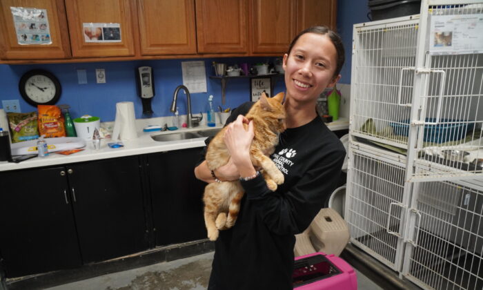 Jadyn Kang, adoption coordinator at the Pinal County Animal and Control shelter in Casa Grande, Ariz., holds "Jett," a 9-month old orange tabby on March 6, 2022. (Allan Stein/The Epoch Times)