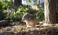 Australia’s Rare Potoroos Bouncing Back After Bushfires