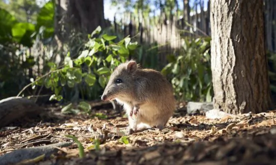 Australia’s Rare Potoroos Bouncing Back After Bushfires