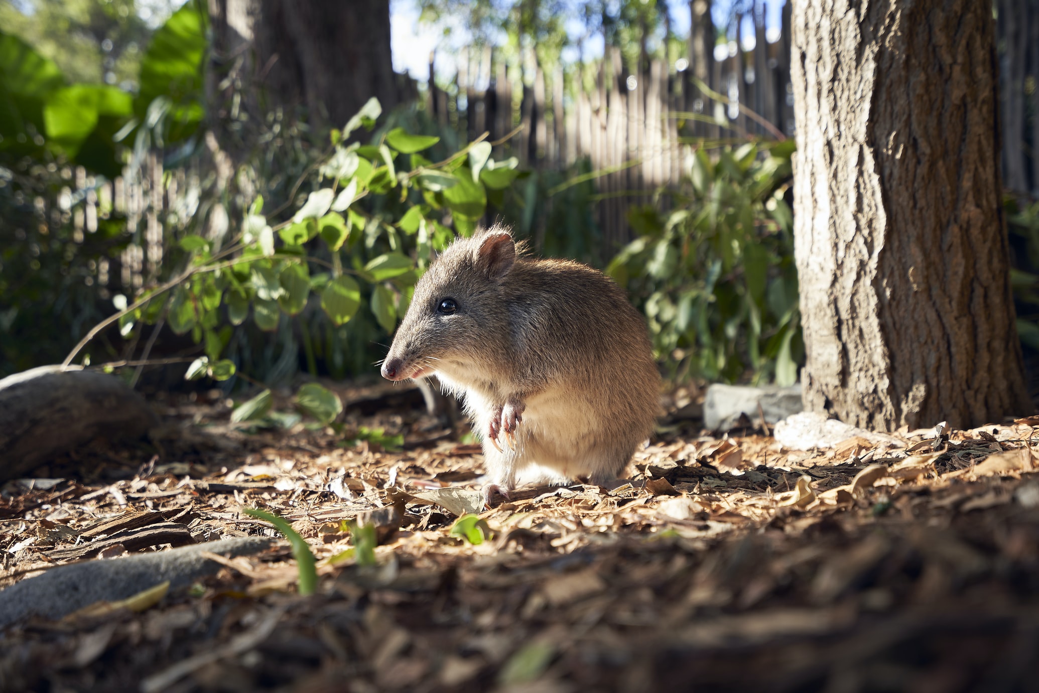 Australia's Rare Potoroos Bouncing Back After Bushfires - Vimarsana News