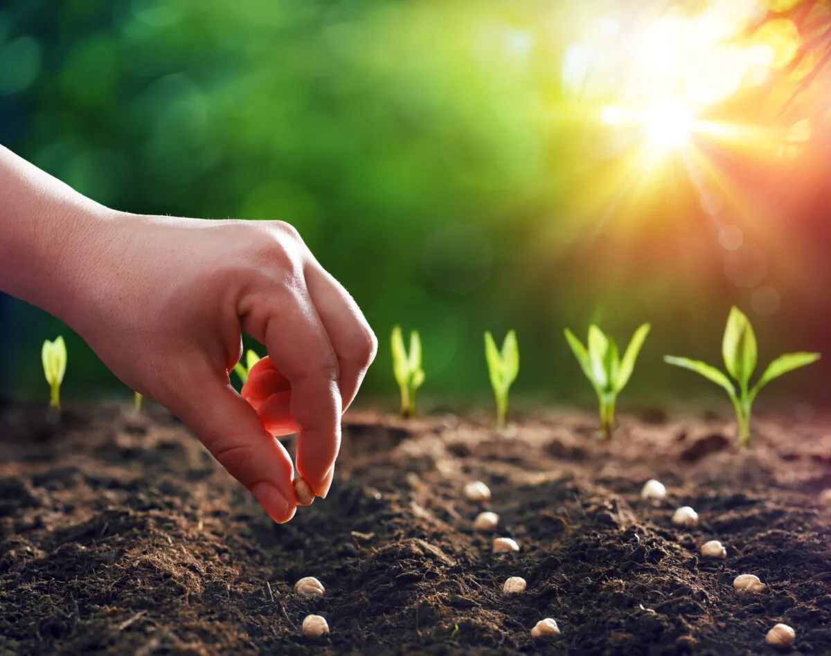 By reading the seed package, you will gain a good understanding of that plant and what it needs to thrive. (Romolo Tavani/Shutterstock)