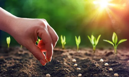 How to Choose the Best Seeds for Your Garden