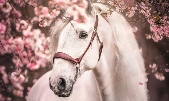 Equine Photographer Casts Majestic Horses and Delicate Cherry Blossoms to Create Scenes Purely Magical