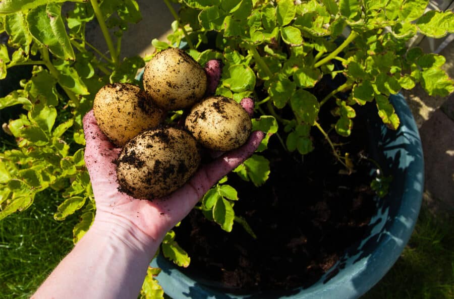 Growing potatoes in containers or pots is easy and fun. Just choose an appropriately-sized container, give it sufficient water and 6-8 hours of direct sunlight each day, and you should get a successful crop if you follow these guidelines. (Todd Heft)