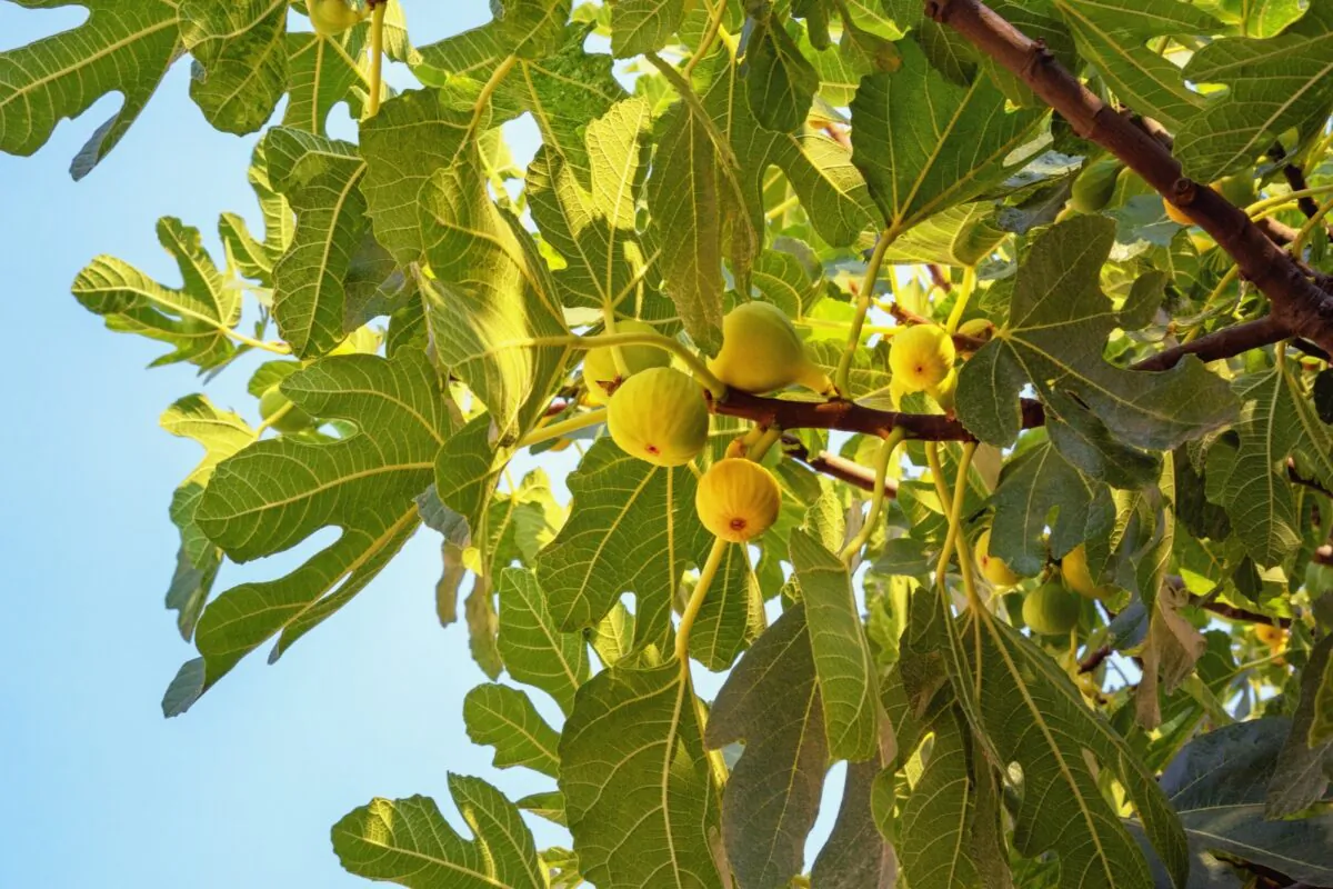 A fig tree in the yard, laden with summer fruit. (Olga Ilinich/Shutterstock)