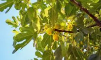 Building Community, One Fruit Tree At a Time