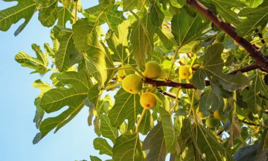 Building Community, One Fruit Tree At a Time