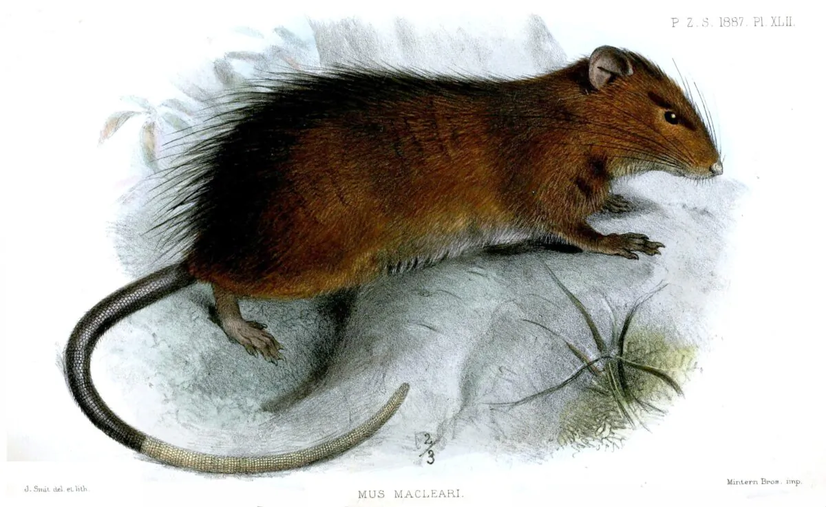 An 1887 illustration of a Maclear's rat (Rattus macleari) which was last seen on Christmas Island 119 years ago supplied Thursday, March 10, 2022 shows. (AAP Image/Supplied, Joseph Smit) 