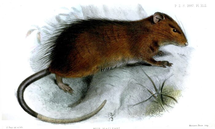 An 1887 illustration of a Maclear's rat (Rattus macleari) which was last seen on Christmas Island 119 years ago supplied Thursday, March 10, 2022 shows. (AAP Image/Supplied, Joseph Smit) 