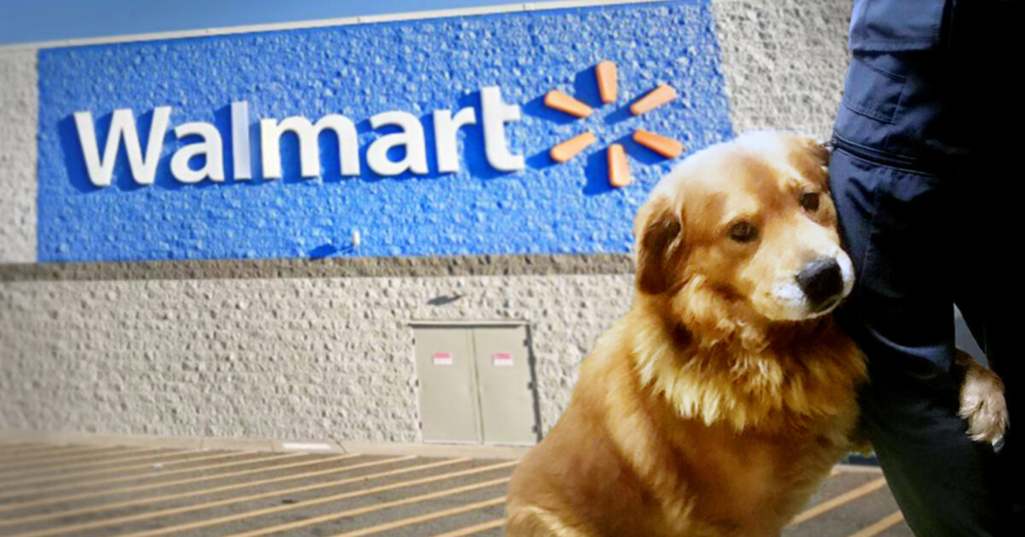 Heartbroken Dog Abandoned in Walmart Parking Lot Can’t Stop Hugging the