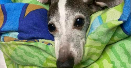 As a 47-year-old Cincinnati area man faces felony animal cruelty charges involving a 9-year-old Italian Greyhound named Lily, pet rescue workers have seen more animal abuse and abandonment during the last two years. (Photo courtesy of Lily's owner)
