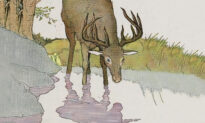 Aesop’s Fables: The Stag and His Reflection