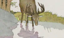 Aesop’s Fables: The Stag and His Reflection