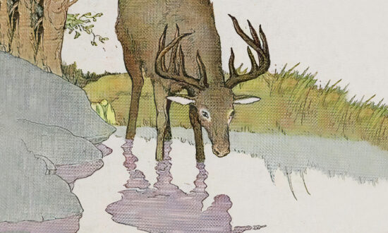 Aesop’s Fables: The Stag and His Reflection
